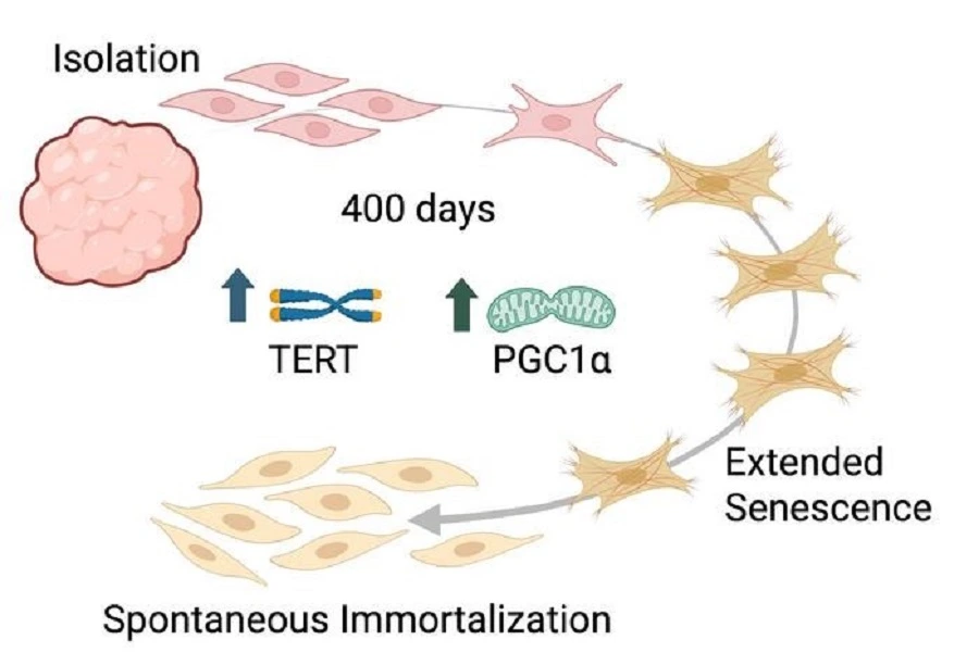 infographic showing cow cell growth
